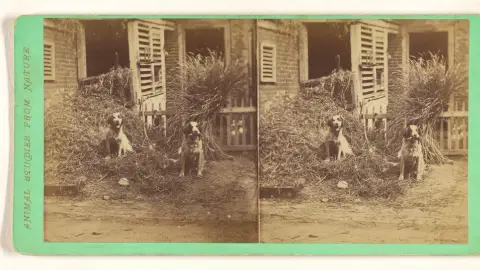 Two dogs front yard house