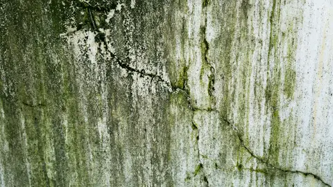 Cracked and Algae Dirty Plaster on Wall