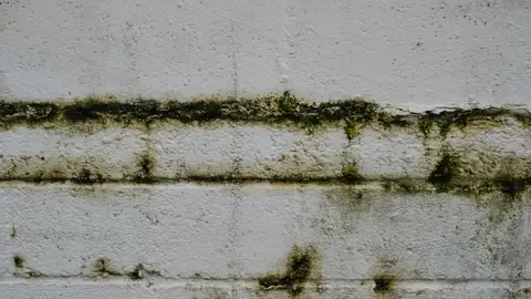 Green Mold and Moss Growing on an Old Brick Wall